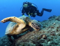 Two for lunch! We found this huge green turtle eating and managed to sit down and watch for awhile!