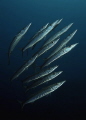Barracuda school comes out of the dark