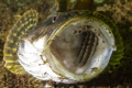 Staghorn Sculpin displaying!