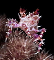 Soft coral Crab