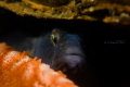 Gobius Niger hiding in a shell