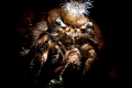 Anemon crab