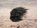 School of juvenile striped eel catfish over sand