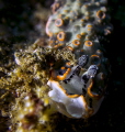 Macro