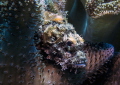 Macro
