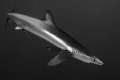 relaxed blue shark diving