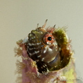 Gulf signal blenny in an tube wormhole, cosy!