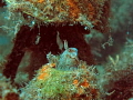 This blenny lives in u/w museum.