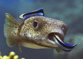 Porcupinefish
Bunaken,Sulawesi,Indonesia, Bunaken Islands
