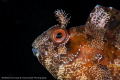 Parablennius gattoruggine