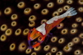 Emperor shrimp