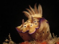 LEOPARD IN THE SEA. Chromodoris Leopardus.