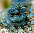 Peacock Eye- Canon400D-100mm.macro-ikelite housing.