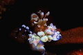 Harlequin Shrimp shot at Melasti Tulamben.