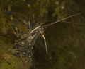 Glass-Prawn
Palaemon adspersus