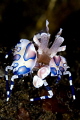 Harlequin Shrimp
