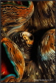Tridacna maxima.