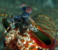 Mantis shrimp close up