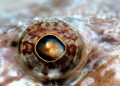 Sand Diver Canon 400D 100mm. macro ikelite housing caribbean