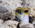 This little guy was so cooperative. Normally they are very shy and hard to approach, especially when they are incubating eggs. He kept showing me his left side......that must be his good side!