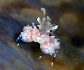 Harlequin,nikon D800 e ,105 micro,Gangga island