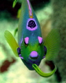 Angelfish- Canon 400D 100mm. macro. ikelite housing. Utila Honduras.