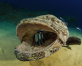 I lay on sand quietly watching this chap.  Loved it when he opened his mouth for the cleaners.