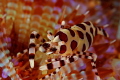Emperor Shrimp