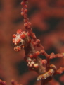 pigmy seahorse