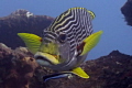 Diagonal Banded Sweetlip up close