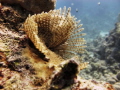 Feather duster worm Sabellastarte Indica