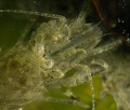 Brown Shrimp
Crangon crangon