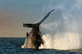 We went out for an early morning on Monterey Bay looking for whales. Found cooperative Humpbacks, great low angle light, and miraculously, almost no fog. I was extremely lucky to catch this huge tail lob, (this isn't a breaching.)