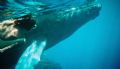 A baby Humpback visits with a friend. Taken on the Silver Bank, D.R.