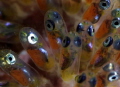 future clownfishes - particular