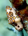 Flamingo Tongue- Cyphoma gibbosum- Canon 400D 100mm macro. Ikelite housing.