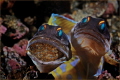 Next generation - 
Jawfishes with eggs.

Have fun watching.