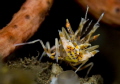 Tiger Shrimp