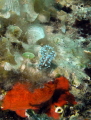 Mysterious sea live