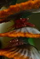 multi-story crab park
