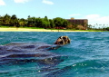 this is an image of a Hawks Bill turtle of the west side of Maui i took it using a Sea-Life Reef-master with an external flash