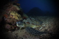 Lonely Turtle