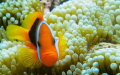 Nemo - Port Vila, Vanuatu.