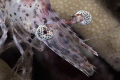 Dusky Prawn, portrait