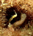 Fish in cave