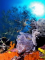 Frogfish