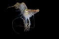 Also the night dives in Chuuk bear some nice surprises