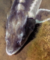 fish head