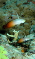 Red fire goby, Port Vila