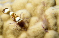 This anemone shrimp was tired of it's old skin!